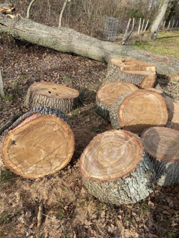 Abattage d'arbre en Ariège et en Haute-Garonne