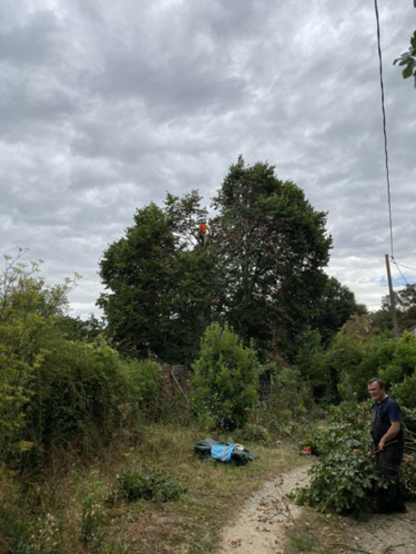 Couper un arbre en Ariège et en Haute-Garonne